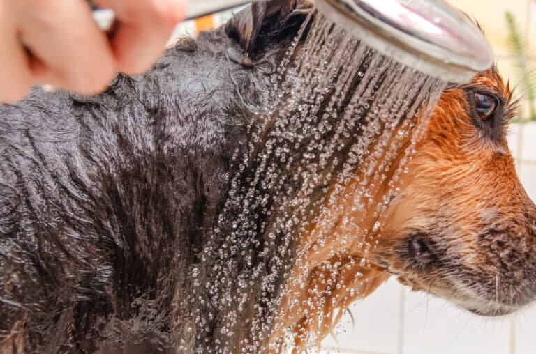 Is It Ok To Bathe A German Shepherd?