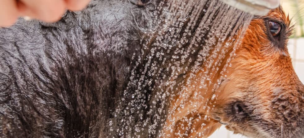 Is It Ok To Bathe A German Shepherd?