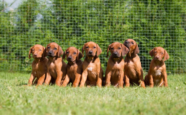 Is It Risky To Buy From A Dog Breeder?