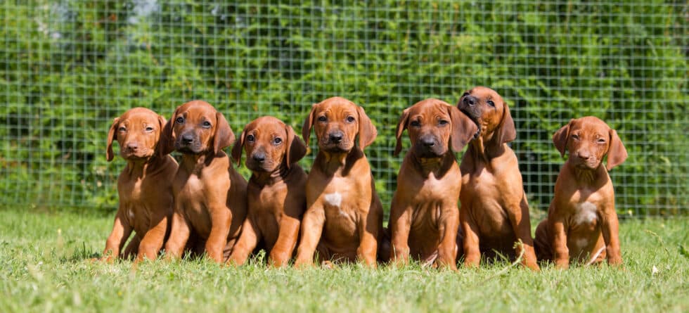 Is It Risky To Buy From A Dog Breeder?