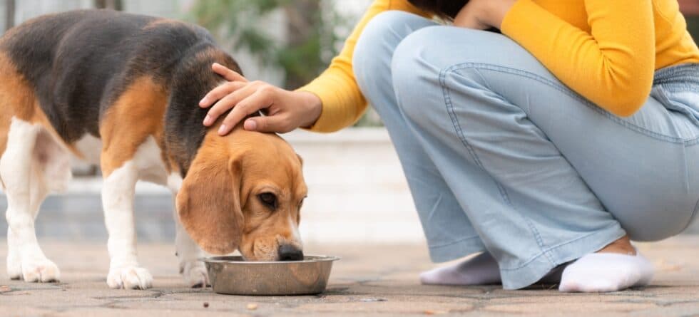 Is Milk Good For Beagles?