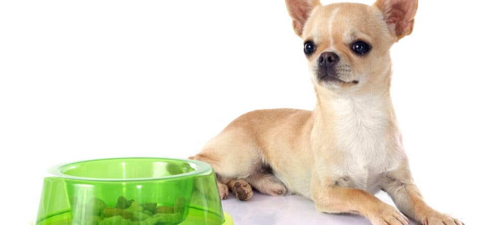 Is Pork Good For Chihuahua?