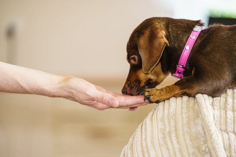 Should Dachshunds Eat Eggs?