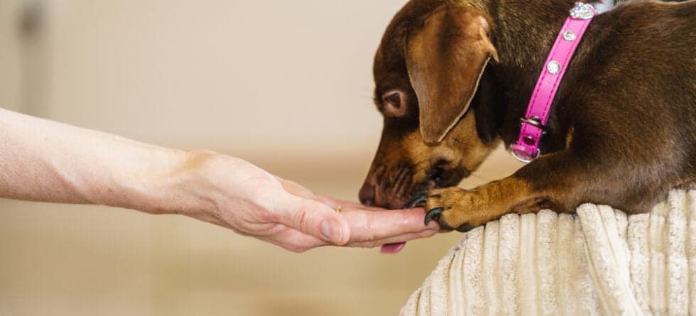 Should Dachshunds Eat Eggs?