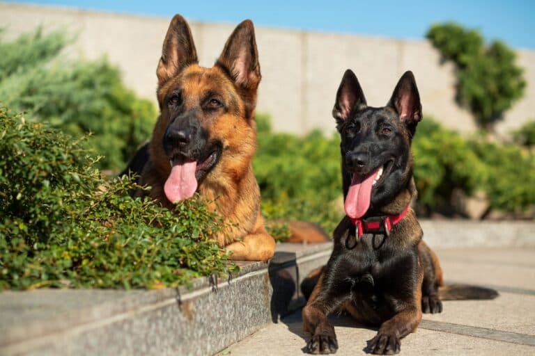 What Age Does A German Shepherd Calm Down?