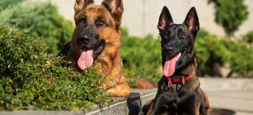 What Age Does A German Shepherd Calm Down?