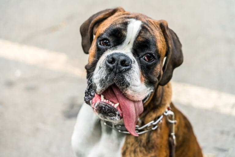What Are Boxer Dogs Known For?