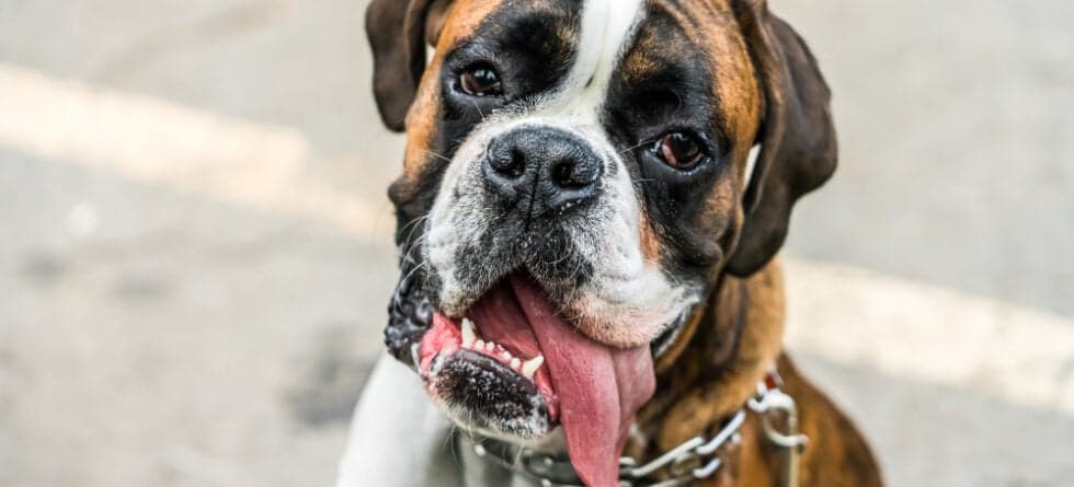 What Are Boxer Dogs Known For?