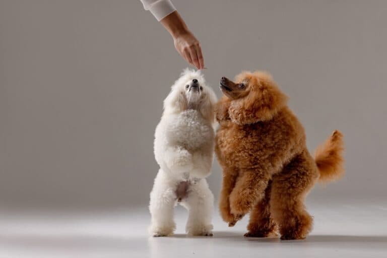 What Are Poodles Best At?
