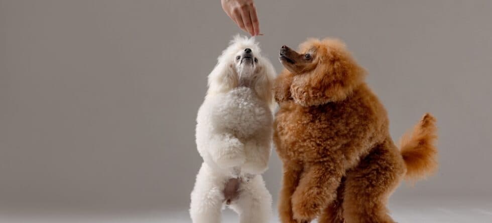 What Are Poodles Best At?