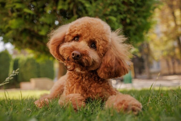 What Are Poodles Favorite Things?