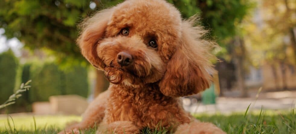 What Are Poodles Favorite Things?