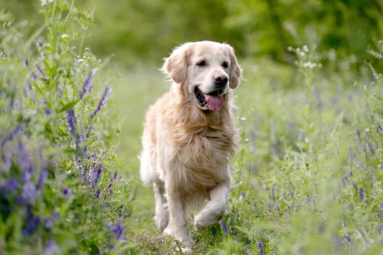 What Are The Disadvantages Of A Golden Retriever?