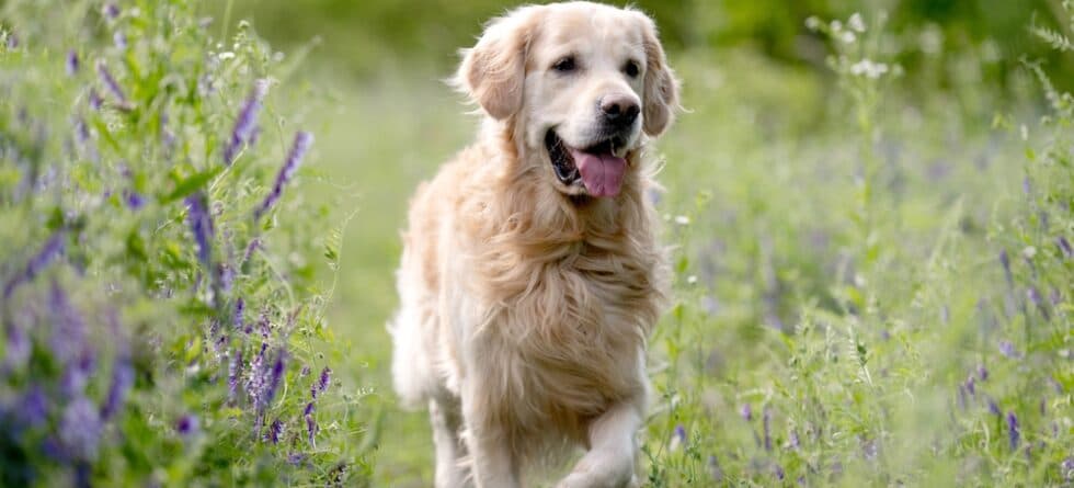 What Are The Disadvantages Of A Golden Retriever?
