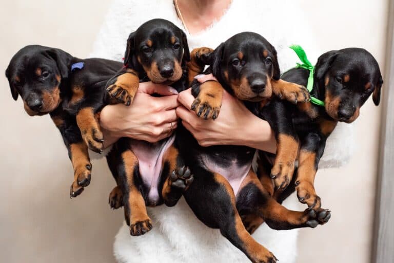 What Are Warning Signs In A Dog Breeder?