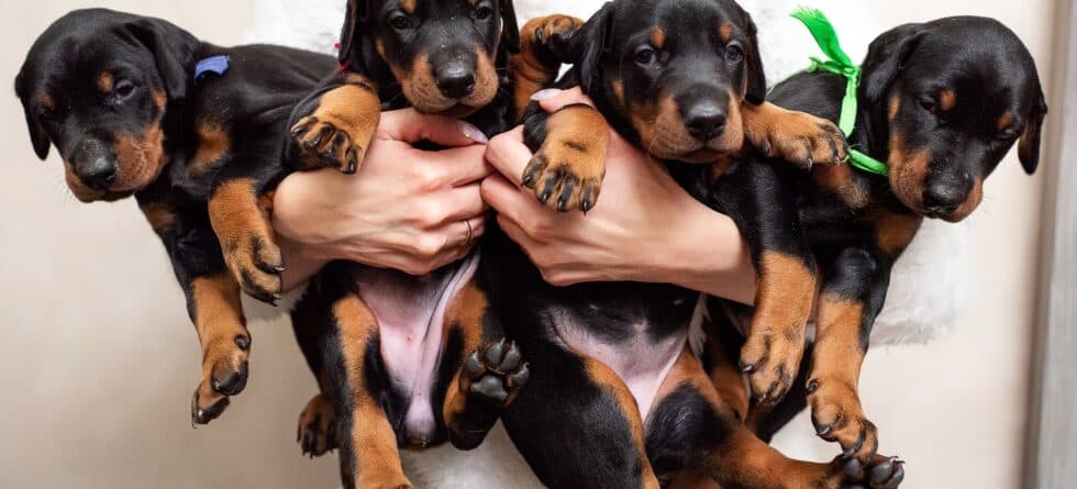 What Are Warning Signs In A Dog Breeder?
