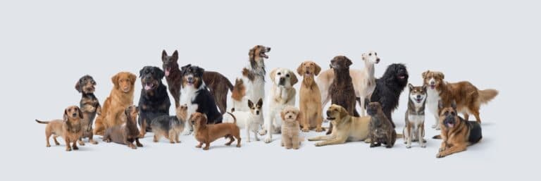 What Breed Of Dog Has The Worst Separation Anxiety?
