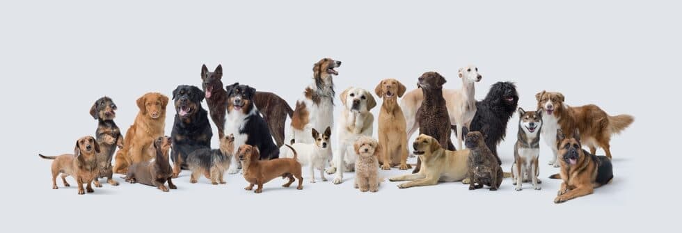 What Breed Of Dog Has The Worst Separation Anxiety?