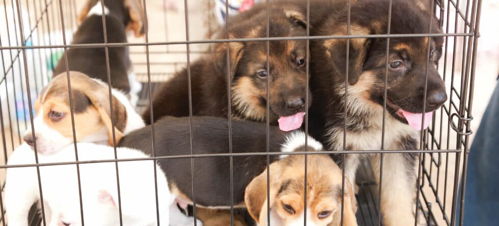 What Defines An Unethical Dog Breeder?