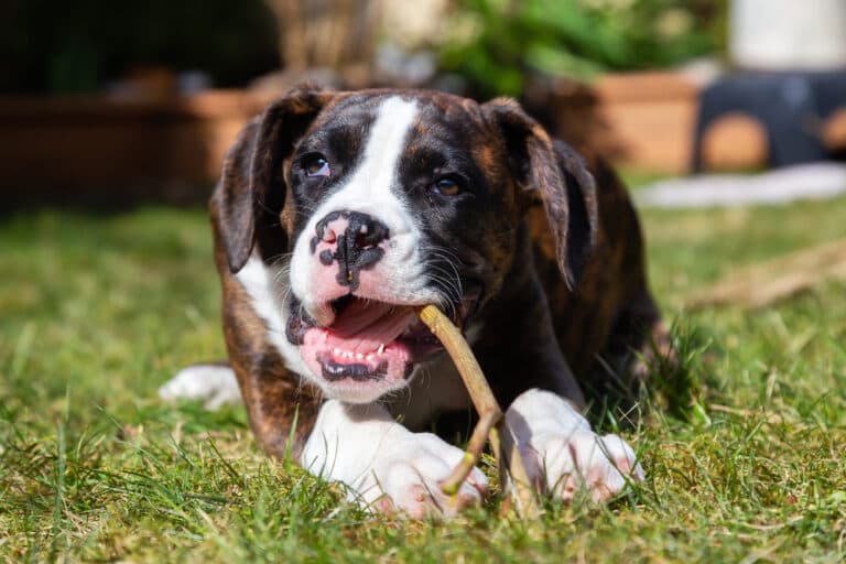What Do Boxer Dogs Like To Eat?