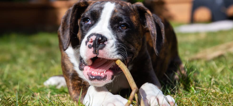 What Do Boxer Dogs Like To Eat?