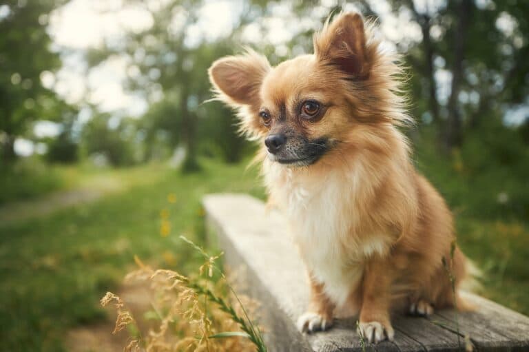 What Do Chihuahuas Like To Eat The Most?