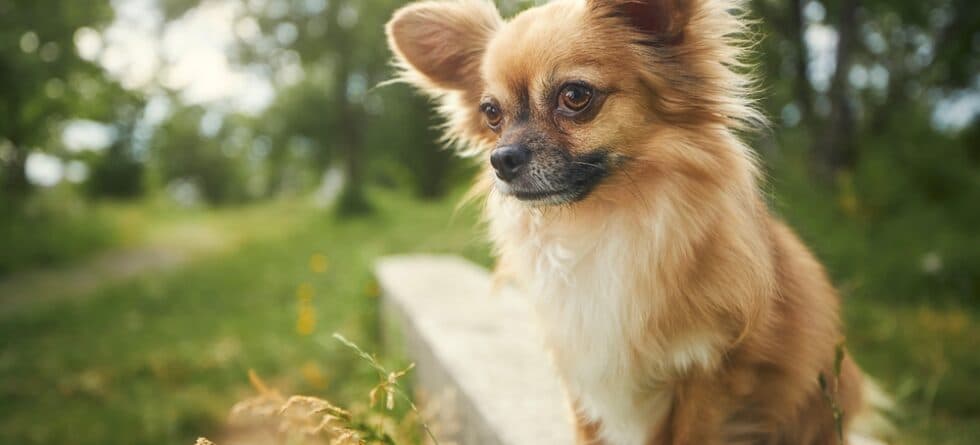 What Do Chihuahuas Like To Eat The Most?