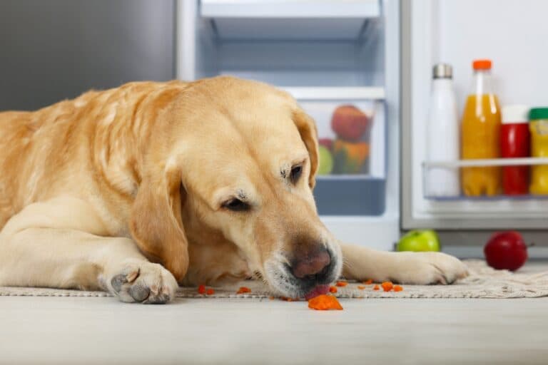 What Food Do Golden Retrievers Like The Most?