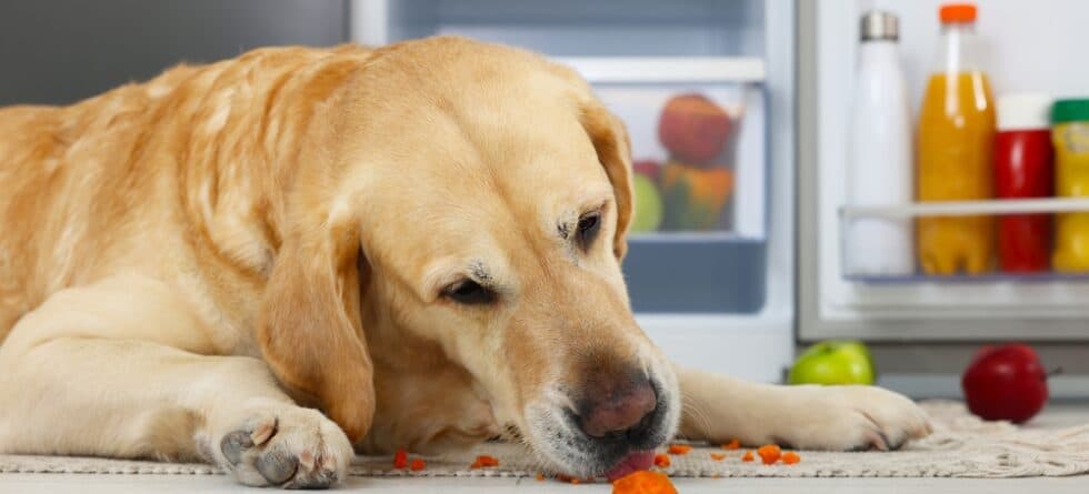 What Food Do Golden Retrievers Like The Most?