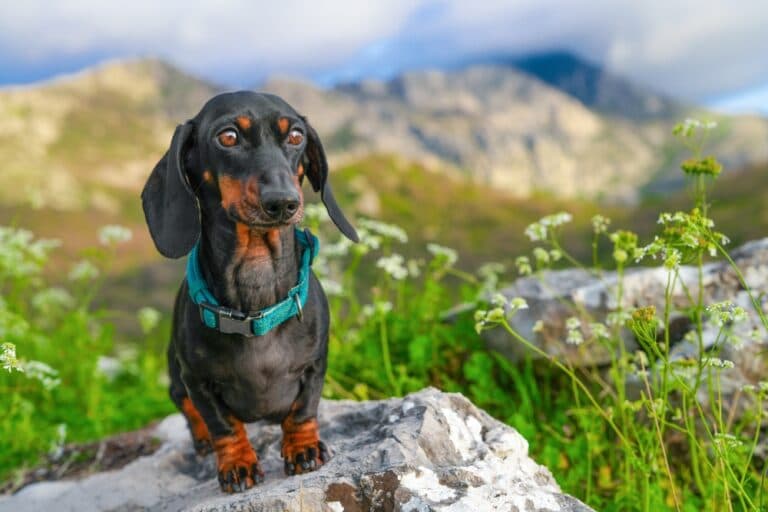 What Food Is Best For Dachshunds?