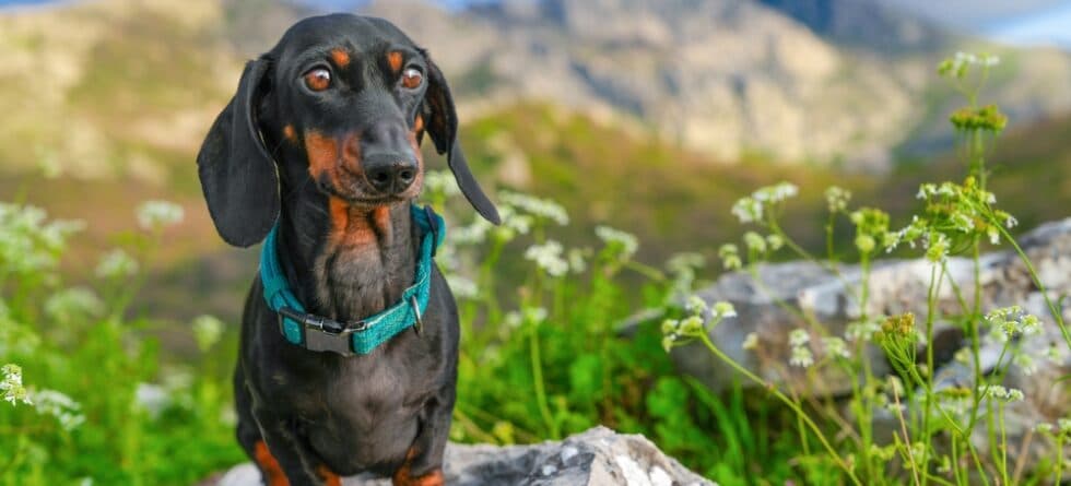 What Food Is Best For Dachshunds?