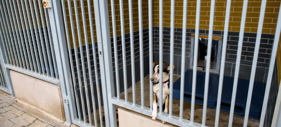 What Happens To Puppies From Mills That Don’t Sell?