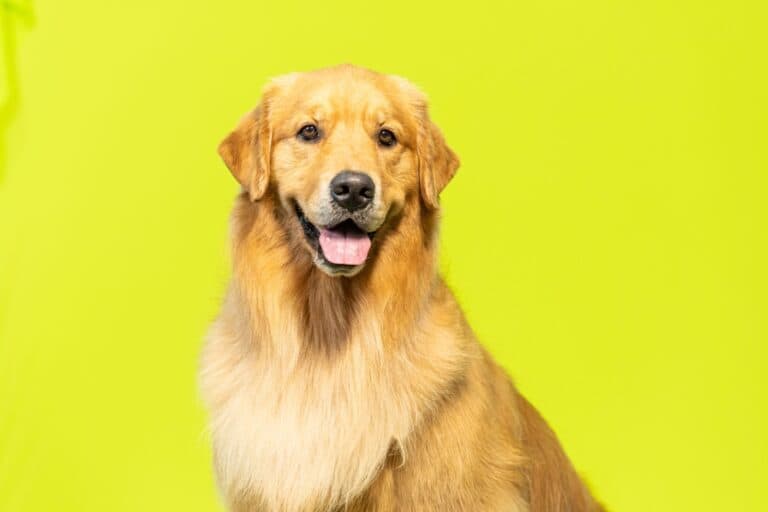 What Is A Good Name For A Golden Retriever?