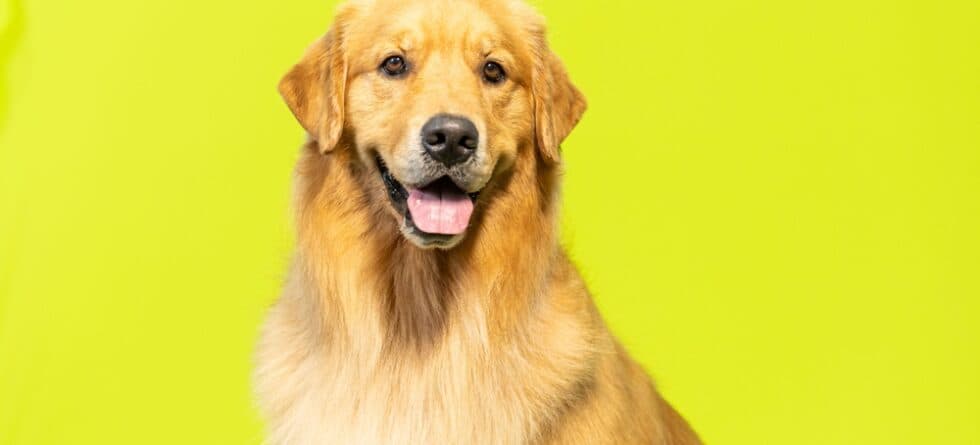 What Is A Good Name For A Golden Retriever?