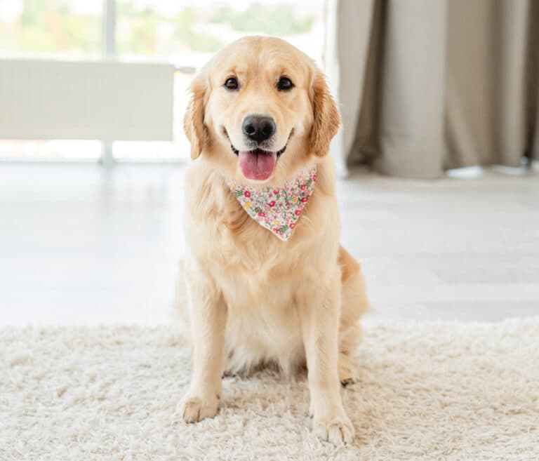 What Is A Labradors Favourite Thing To Do?