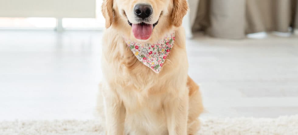 What Is A Labradors Favourite Thing To Do?