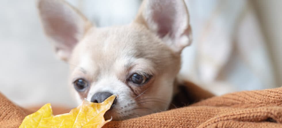 What Is Chihuahua Known For?