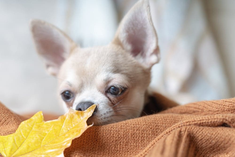 What Is Chihuahua Known For?