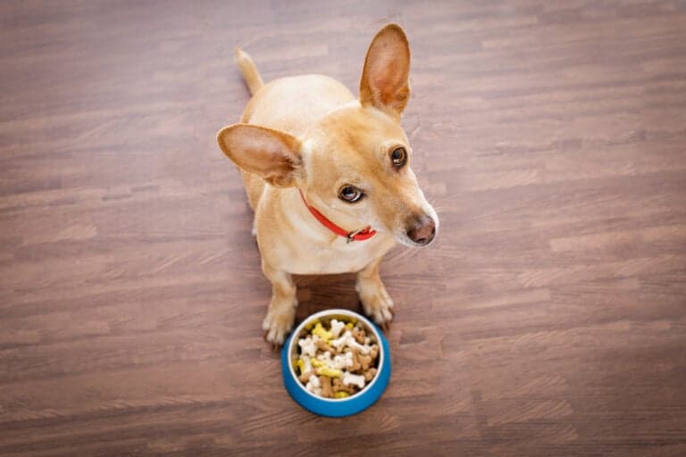 What Is Chihuahuas Favorite Food?
