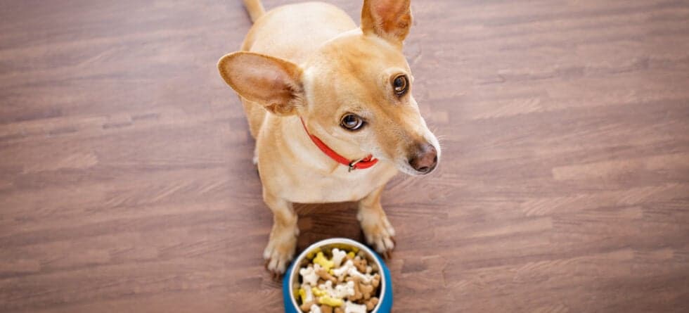 What Is Chihuahuas Favorite Food?
