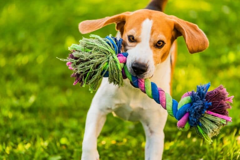 What Is The Attitude Of A Beagle?