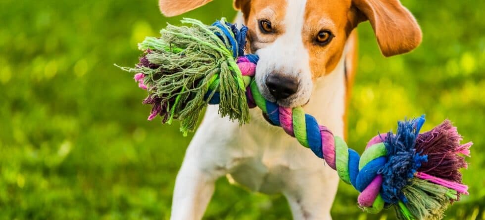 What Is The Attitude Of A Beagle?