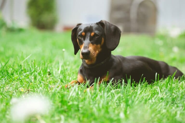 What Is The Behavior Of A Dachshund?