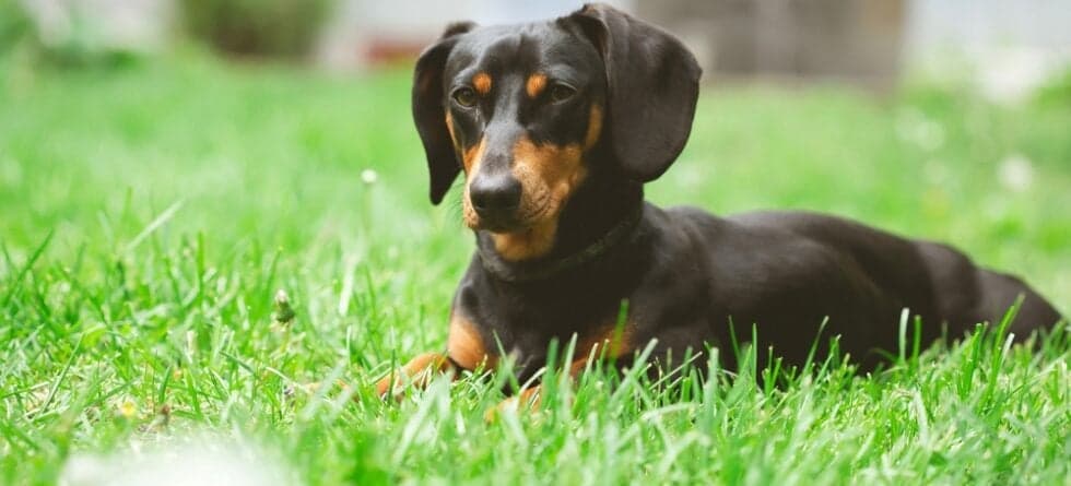 What Is The Behavior Of A Dachshund?