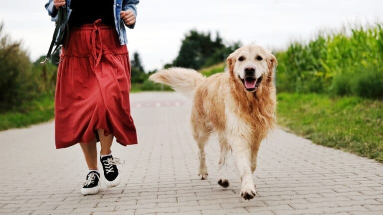 What Is The Behavior Of A Golden Retriever?