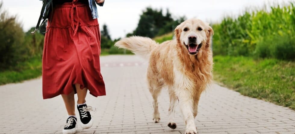 What Is The Behavior Of A Golden Retriever?