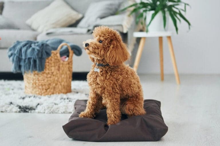 What Is The Behavior Of A Poodle?
