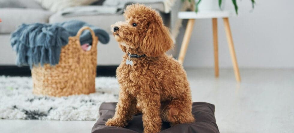 What Is The Behavior Of A Poodle?