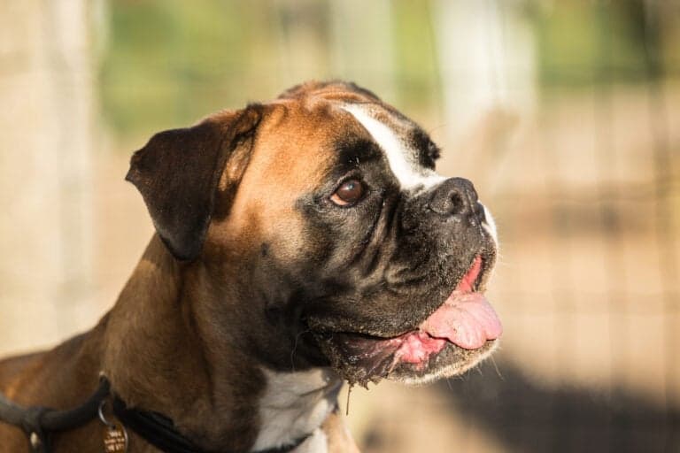 What Is The Leading Cause Of Death In Boxer Dogs?