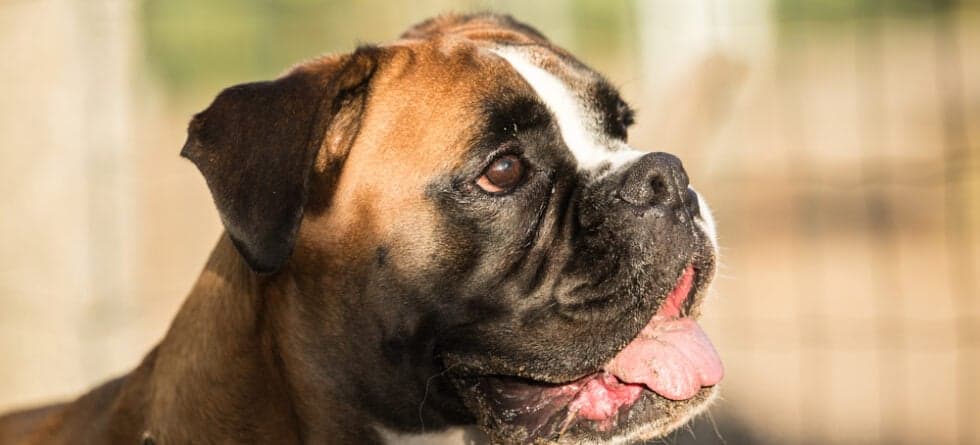 What Is The Leading Cause Of Death In Boxer Dogs?
